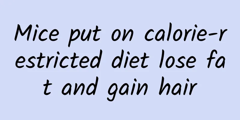 Mice put on calorie-restricted diet lose fat and gain hair