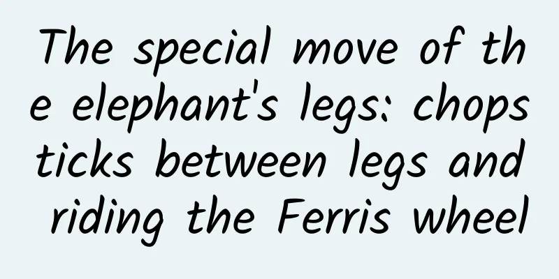 The special move of the elephant's legs: chopsticks between legs and riding the Ferris wheel