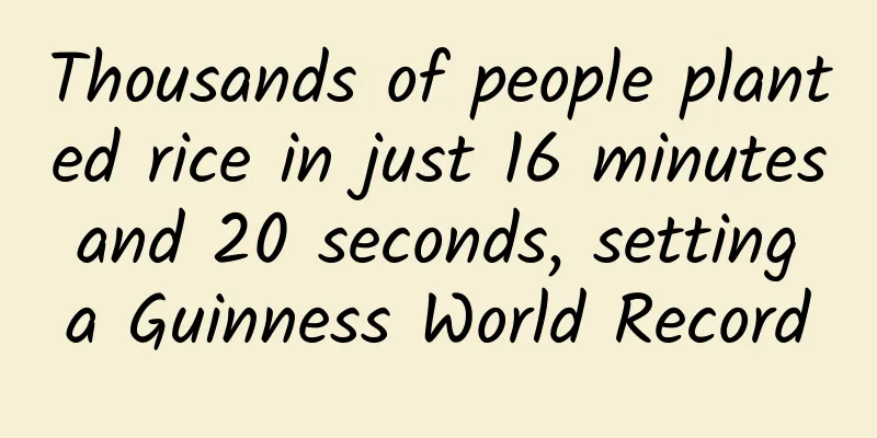 Thousands of people planted rice in just 16 minutes and 20 seconds, setting a Guinness World Record