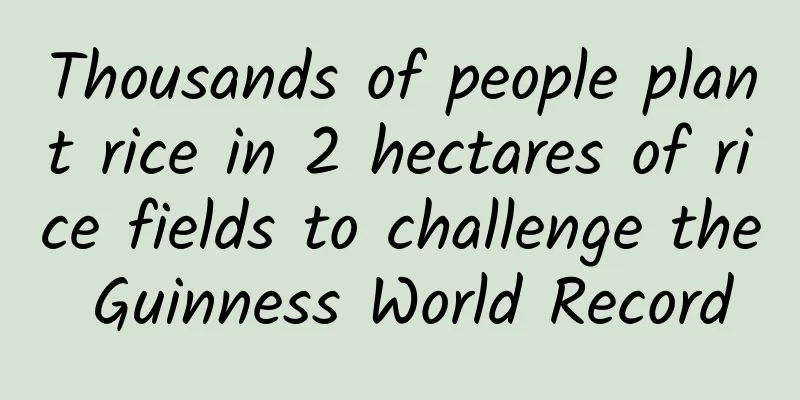 Thousands of people plant rice in 2 hectares of rice fields to challenge the Guinness World Record