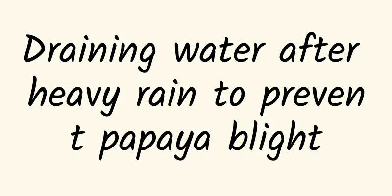 Draining water after heavy rain to prevent papaya blight