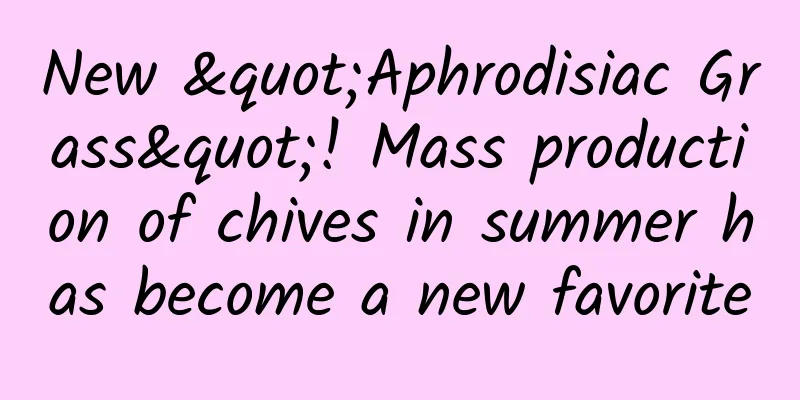 New "Aphrodisiac Grass"! Mass production of chives in summer has become a new favorite