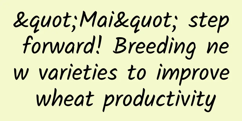 "Mai" step forward! Breeding new varieties to improve wheat productivity